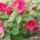 Viragok_015_1533695_6574_t