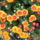 Viragok_023_1533708_1029_t