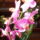 Lepkeorchidea_1534341_1511_t