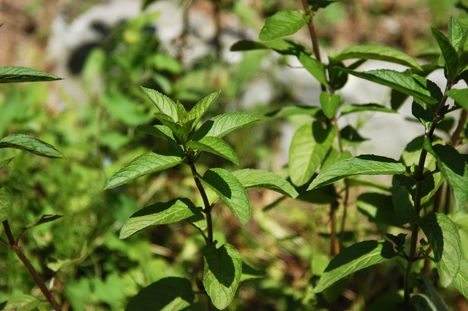 Mentha_piperita_-Borsmenta