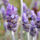Single_lavendar_flower02_1534473_2762_t