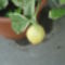 tarkalevelű csíkos citrom