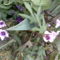 Édesburgony  virágai (Ipomoea batatas)- batáta