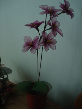 orhideák 001