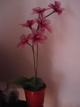 orhideák 003