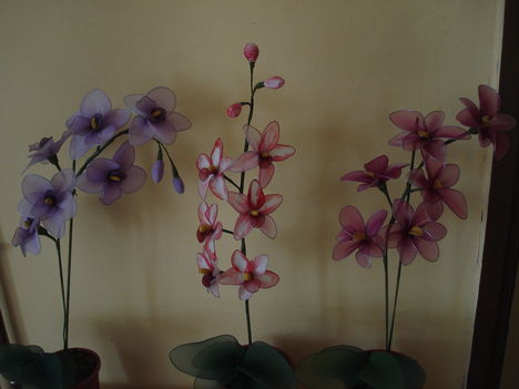 orhideák 004