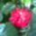 Vegre_kinyilt_az_elso_viragja_1535223_2415_t