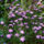 Aster_1536326_5077_t