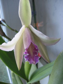 orchidea 022