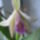 Orchidea_022_1536135_2985_t