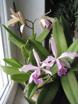 orchidea 027