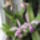 Orchidea_027_1536136_8511_t