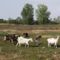  Tiszaadony:kecskefarm