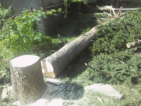 Fenyőfa kivágva.