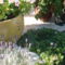 örökzöld boroszlán ( még mindig virágzik )