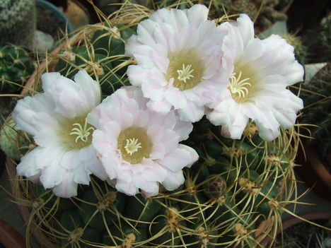 Gymnocalycium monvillei