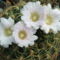 Gymnocalycium monvillei