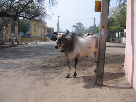 india, delhi 11 A Szent Tehén :)