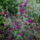 Klárika - Clarkia unguiculata