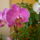 Orhidea-009_153175_53327_t