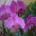 Orhidea-013_153164_27960_t