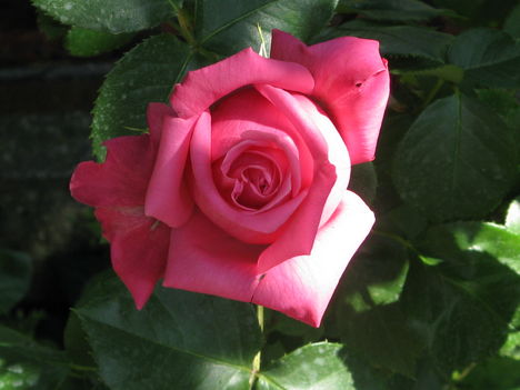 Rózsasin futórózsa