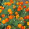 tagetes(büdöske)