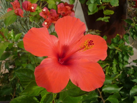 hibiszkusz, újabb virág