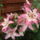 Liliom-001_1541449_9321_t