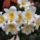Liliom_1541448_7524_t