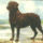Rottweiler1936_1541900_2549_t