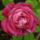 Rozsa-006_1541372_9310_t