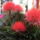 Tuz_virag_1_1541454_2820_t