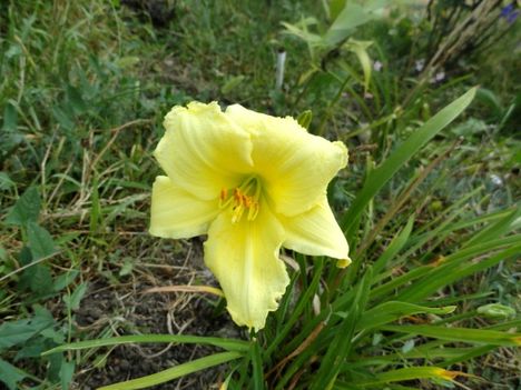 kerti virágok 15 Hemerocallis ; Sásliliom