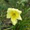 kerti virágok 15 Hemerocallis ; Sásliliom