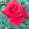 at utolsó vörös rózsa