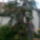 Nalunk_ilyen_volt_tavaly_a_ricinus_azurammal_1543529_7114_t