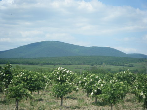 Szőlő helyett bodza