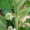A jurassica termést hozott, - (solanum quitoense)
