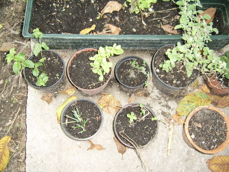 Ablakba készülő fűszernövények
