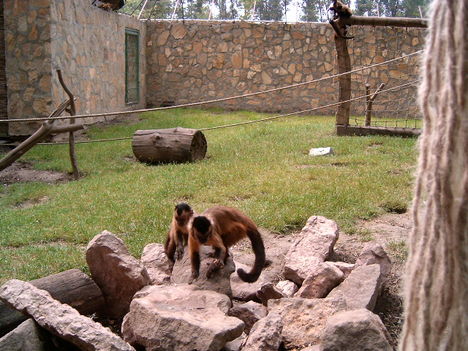 Az állatkertben