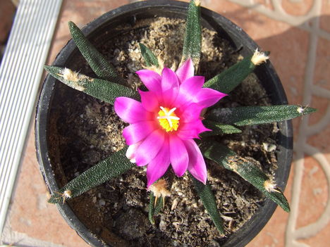 DSCF6333