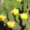 Fagytűrő kaktusz