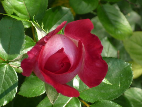 rózsa