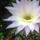 Echinopsis_eyreisi_1547037_5294_t