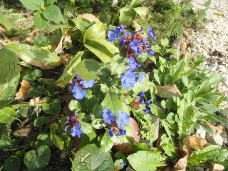 Kerti virágok 15 ; Kékgyökér