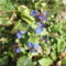 Kerti virágok 15 ; Kékgyökér