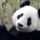 Pandastart_1548468_3103_t