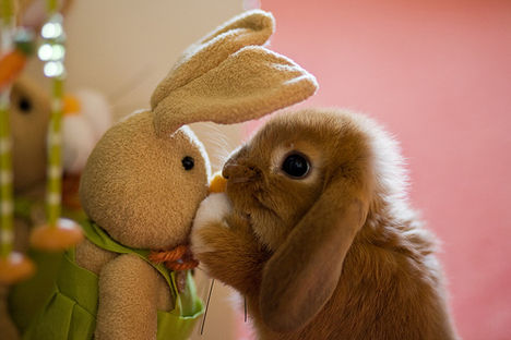 two-cute-bunnies