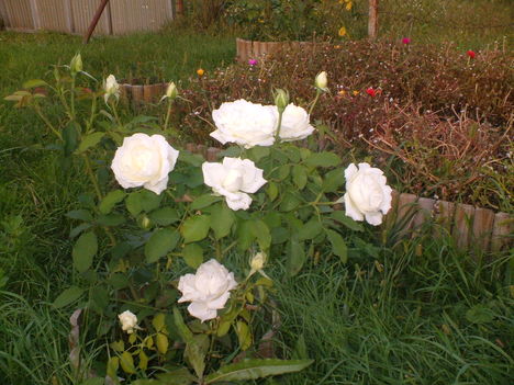 Fehér rózsa 